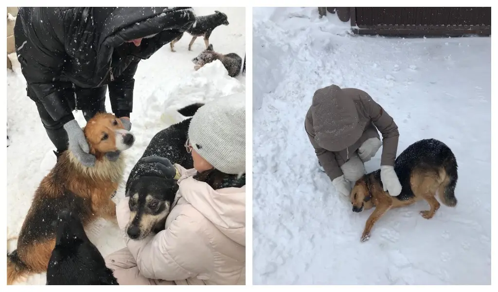 Химтраст в приюте Дорога домой фото 3.jpg.jpg Химтраст в приюте Дорога домой фото 3.jpg.jpg